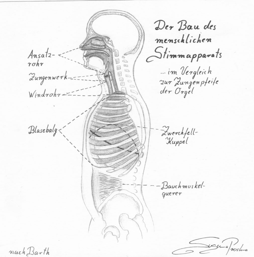 Stimmbildung Anatomie
