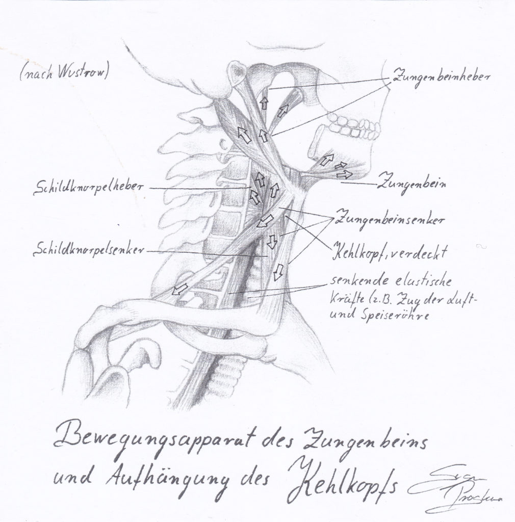 Stimmbildung Anatomie