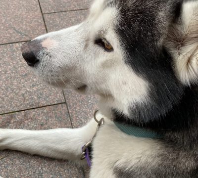 Adventskalender 2021